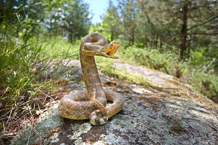 coiled snake with raised head