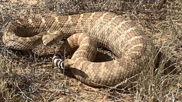 Video of fat, well-fed rattlesnake goes viral