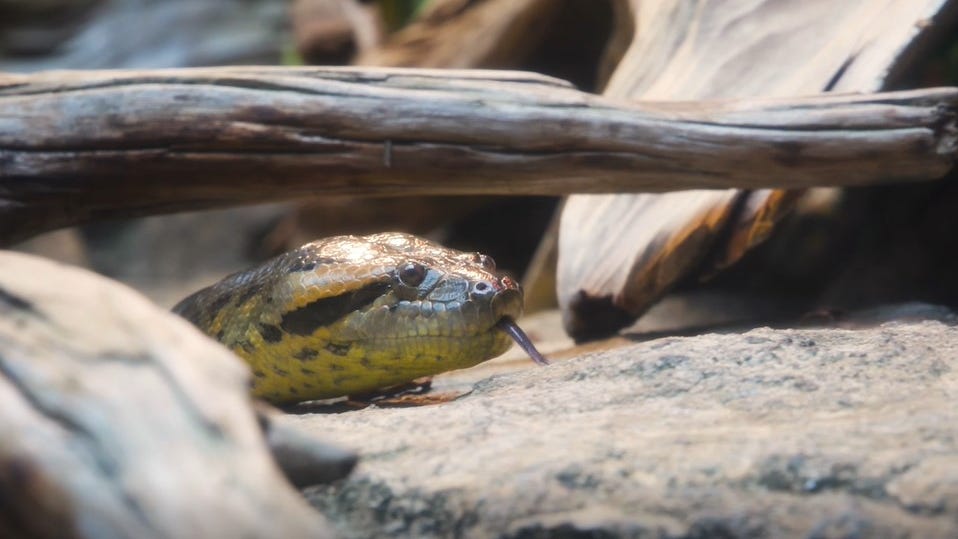 Slithering sensation: Shedd Aquarium's new 10-foot anaconda already popular resident