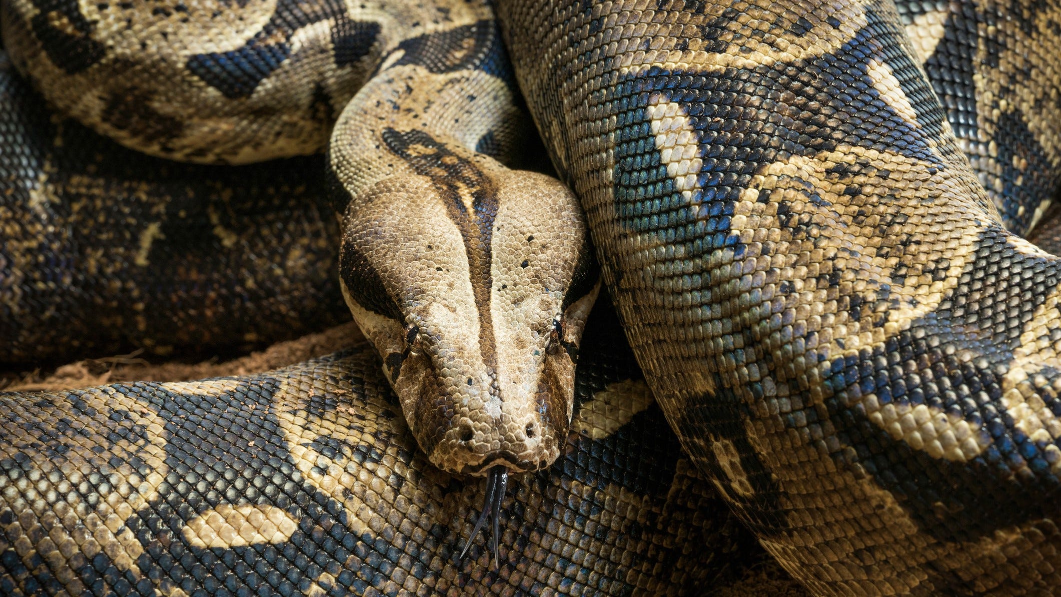 Man dies days after being strangled by 18-foot pet snake that police had to shoot in the head