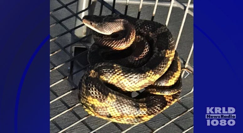 Snake in shopping cart