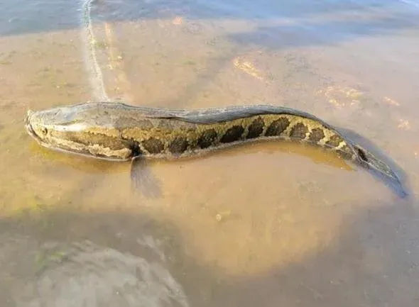 Fisheries biologists with the Missouri Department of Conservation (MDC) confirm a fourth northern snakehead has been recorded in the state. The fish was caught by an angler May 25 below Wappapello Lake Spillway in Wayne County.