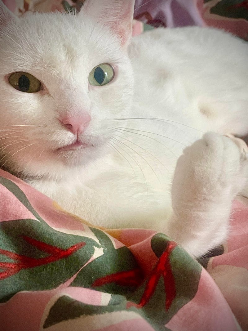 snowball