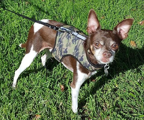 Rob & Joss San Diego Chihuahua Rescue KYXY 96.5