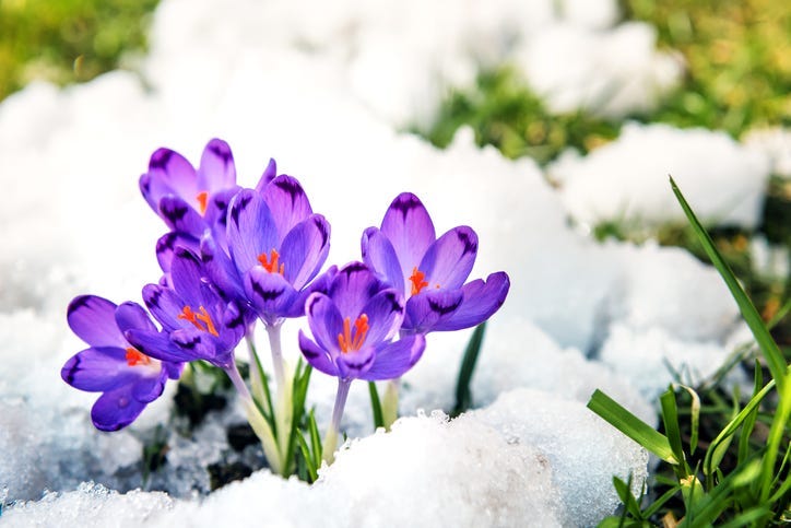 SnowinApril