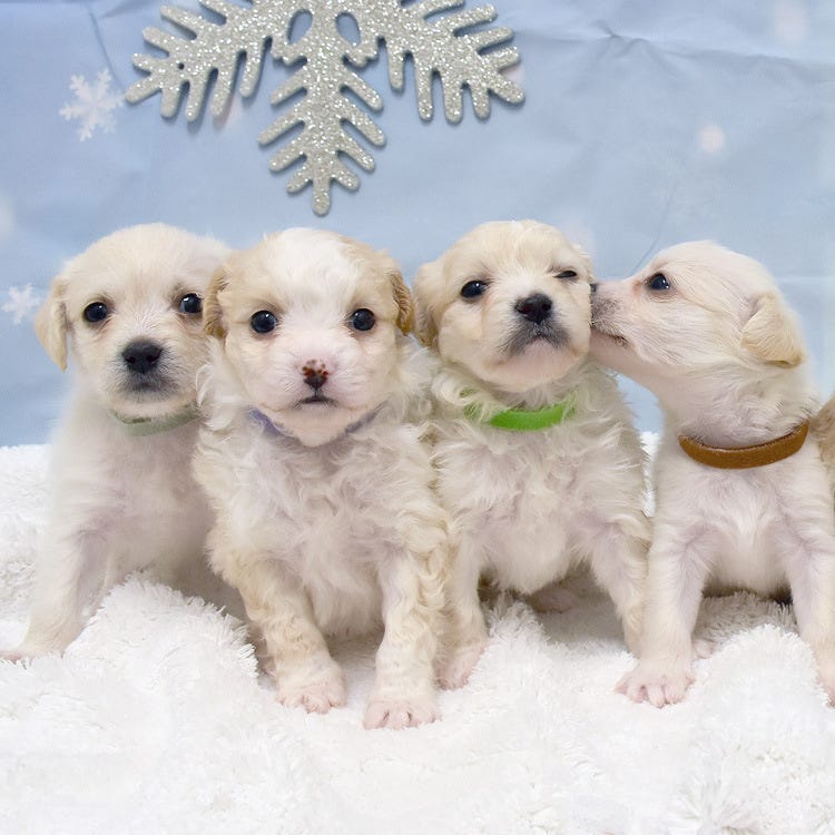 Snows Pups