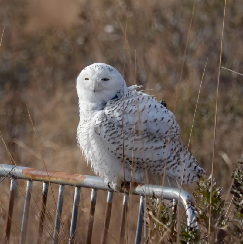 The owl is the first substantial sighting of a snowy owl in the five boroughs since 2022.