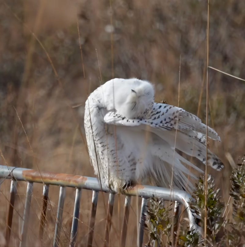 The snowy owl was first seen at Shirley Chisholm State Park.