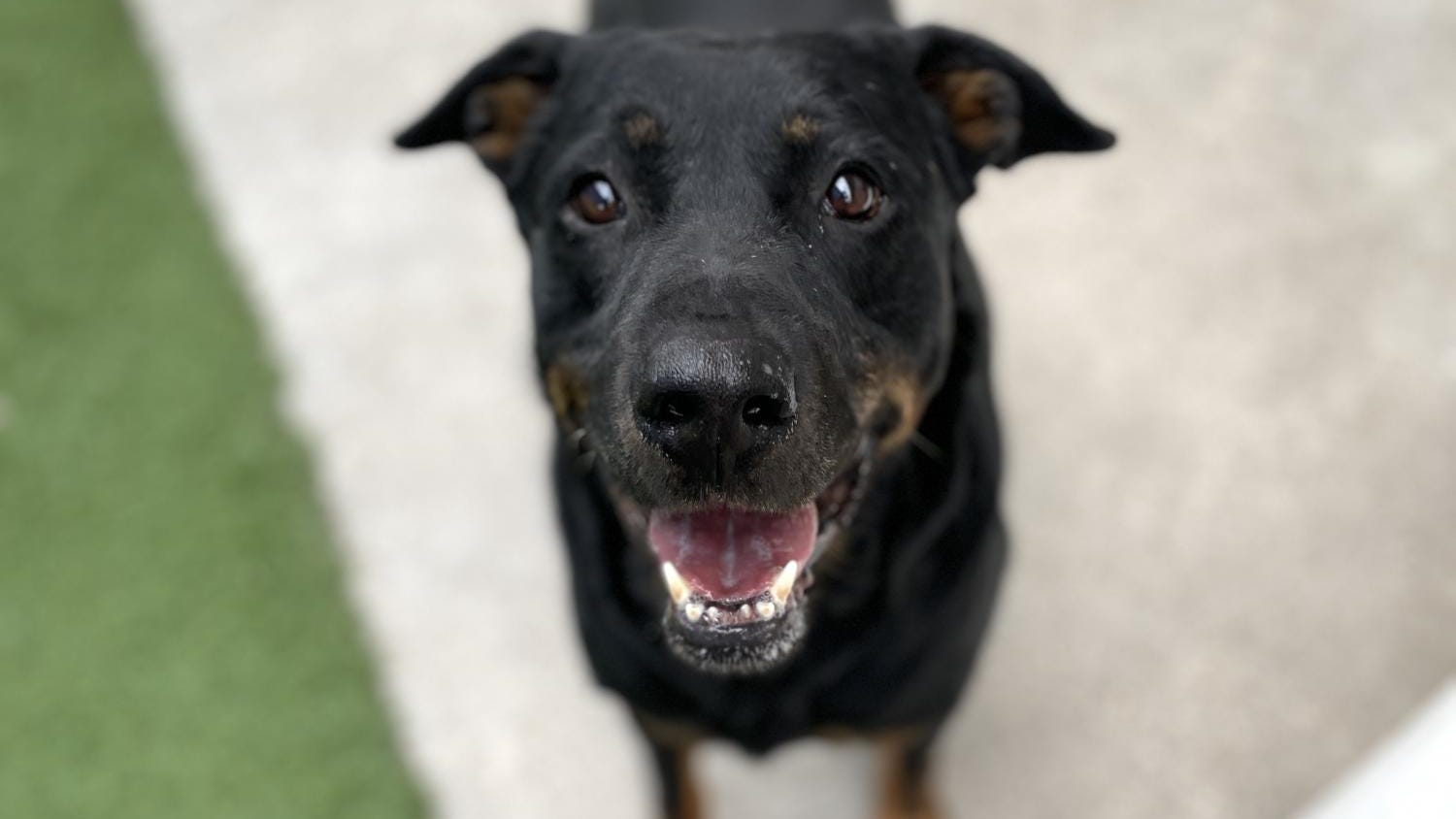 Canine Corner: Somba