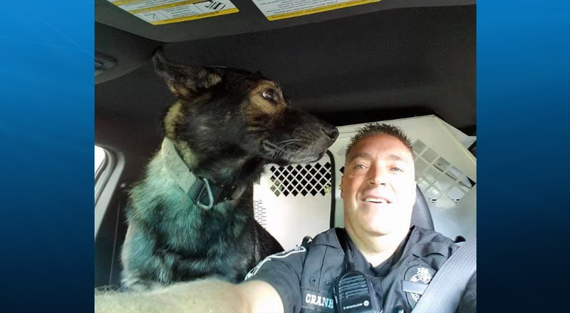 K9-Sonic