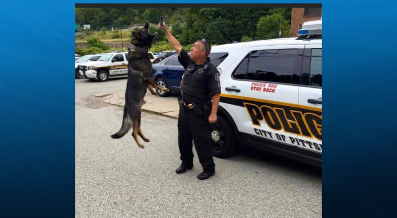 K9-Sonic