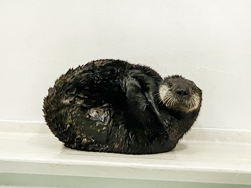 Otters Shedd Aquarium