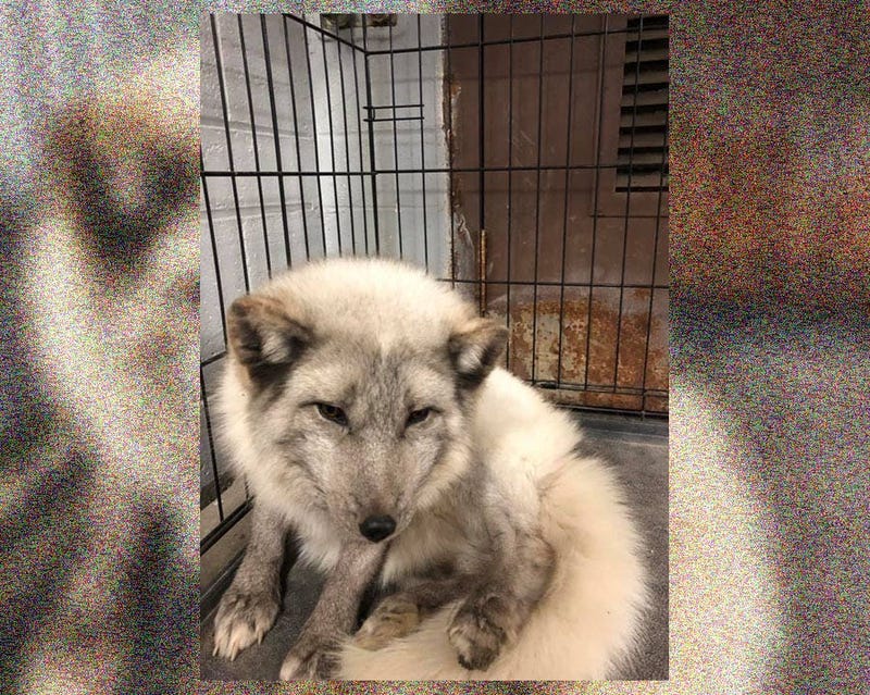 South Lyon Arctic Fox