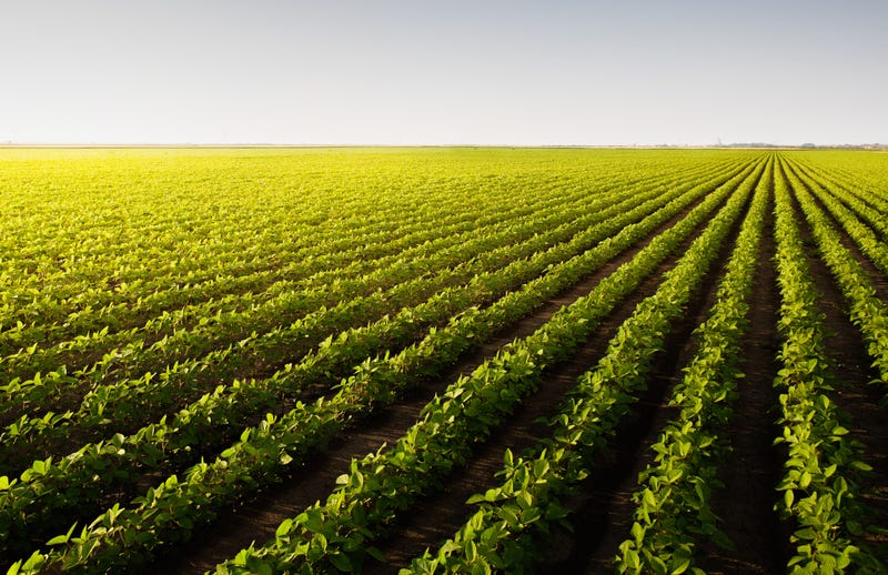 soybean