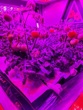 This preflight image shows the Red Robin dwarf tomato used for Veg-05 growing in Veggie hardware at the Kennedy Space Center.