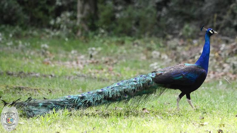 Peacock found by Spartanburg Police