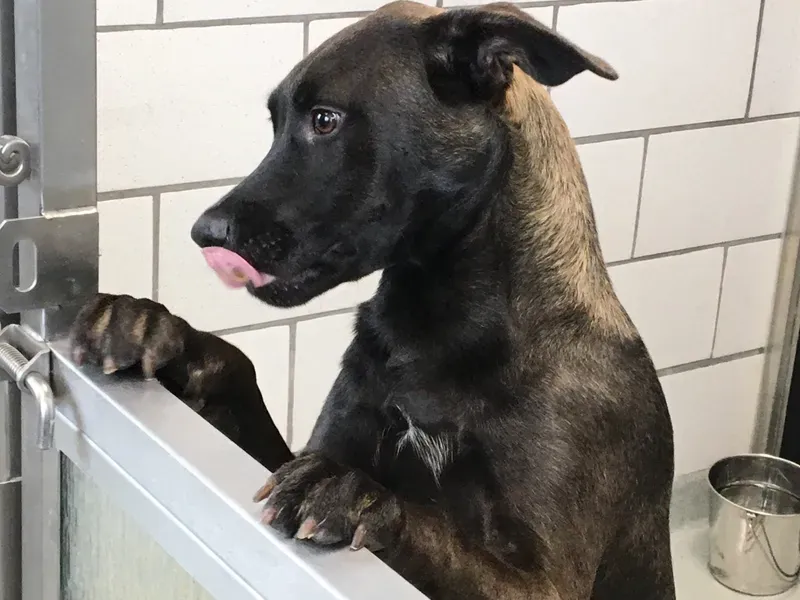 The SPCA Serving Erie County says it is dealing with a potential crisis when it comes to capacity. It says a high number of animal cruelty cases and a low number of adoptions could lead to a full house and an inability to accept animal admissions.