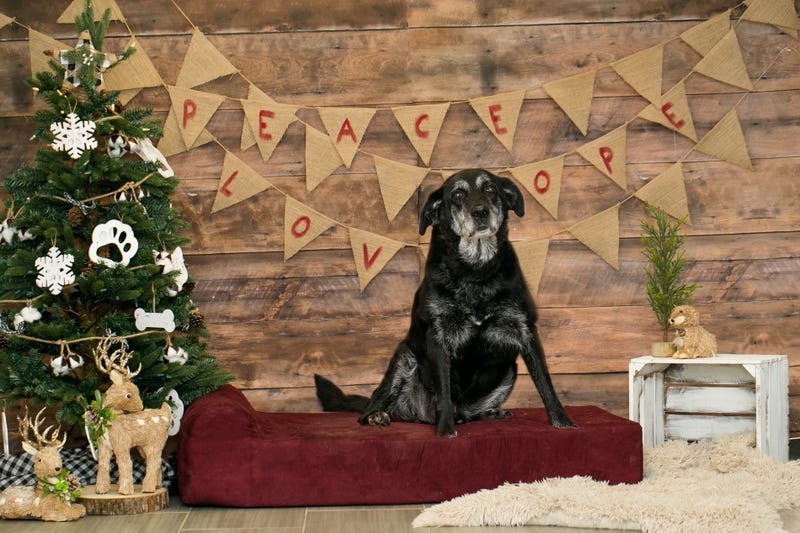 Brandywine Valley SPCA seeks foster families for dogs over holidays
