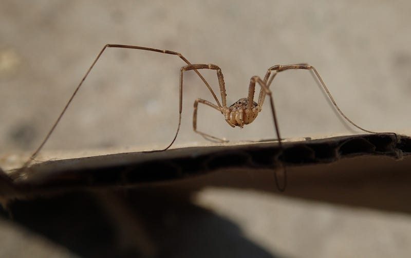 Spider