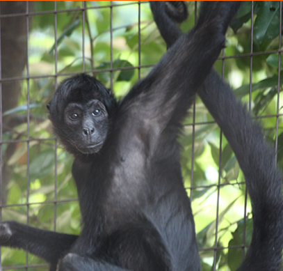 Spider Monkey.  Greenville Zoo launches ZooMeetings.