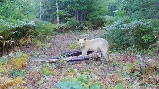 Vultures, bats and wildcats: Michigan animal news that got your attention in 2022