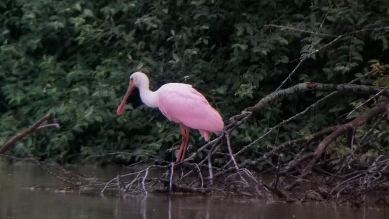 Visitors flock to Saline to see rare pink bird