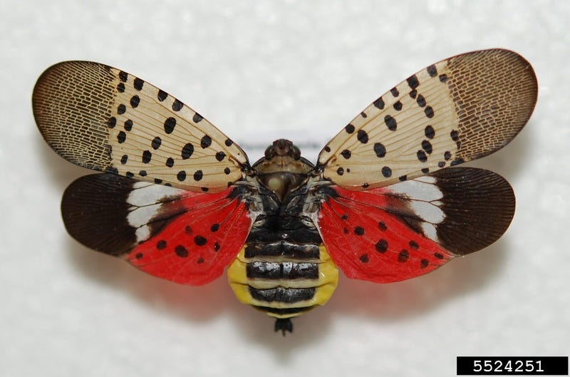 Adult spotted lanternflies are identifiable by their bright body and wing colors.