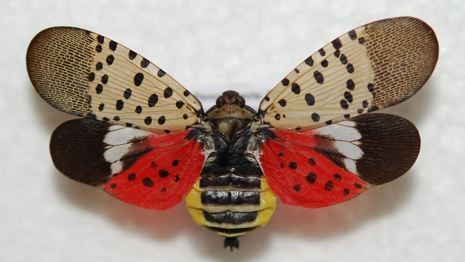 Michiganders Asked To Be On Lookout For This Destructive, Invasive Fly [PHOTOS]