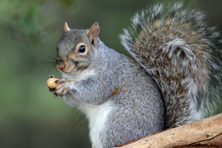 squirrel