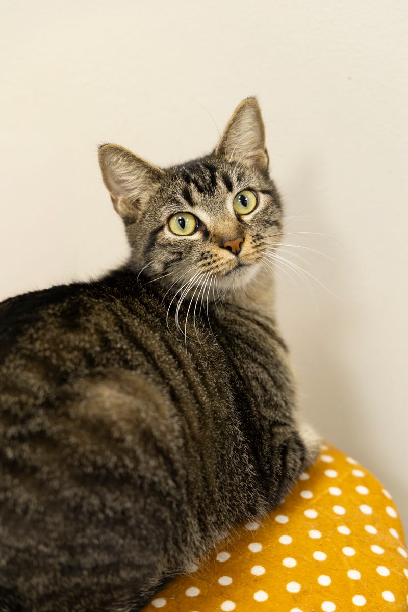 Star at The Humane Society of North Central Florida