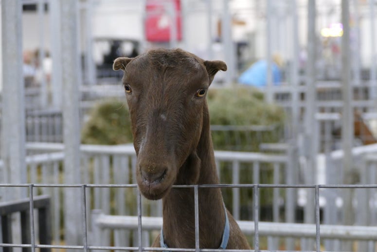 state fair animals