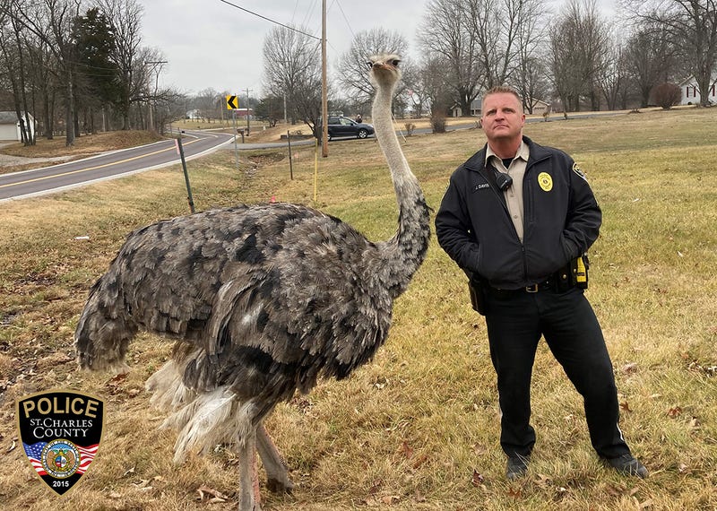 ostrich