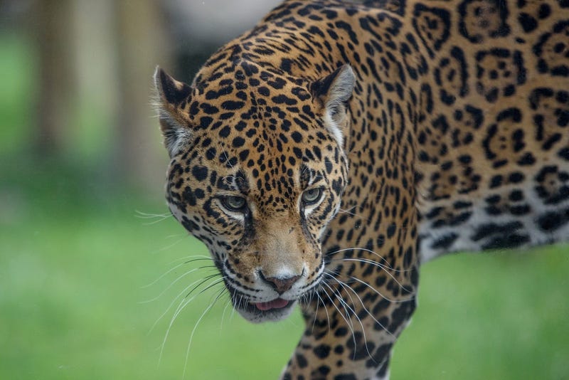 Stella the jaguar at the Milw County Zoo