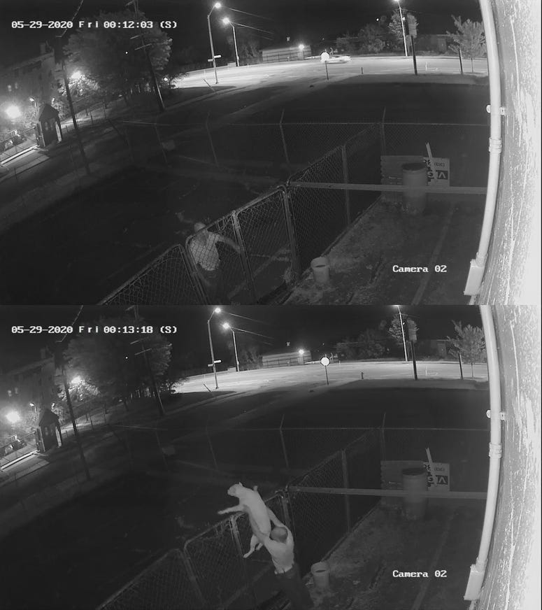 stolen dog
