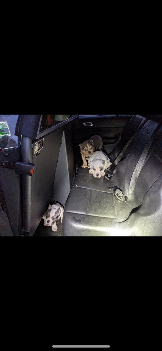 stolen bulldogs recovered by Metro on 1-25-21