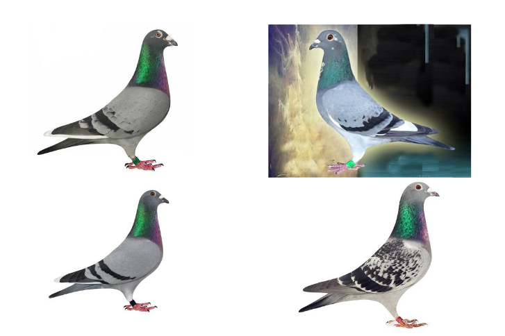 Stolen Racing Homing Pigeons - GCSO