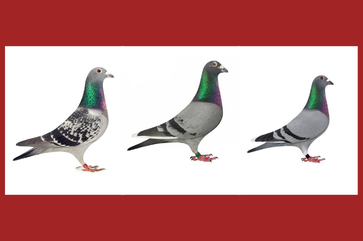 Stolen Racing Homing Pigeons - GCSO