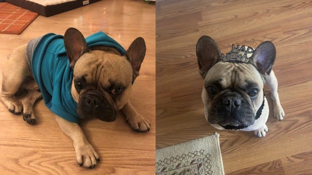 "Dezzie" the French bulldog seen in undated photos.