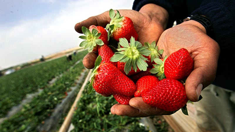 Palestinian farmers pick strawberries in their farm on February 17, 2007 in the Beit Lahia town, northern Gaza Strip. Palestinian farmers export strawberry to many European countries.