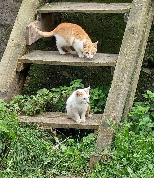 winsted cat hoarding