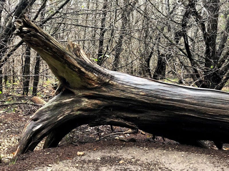 stump