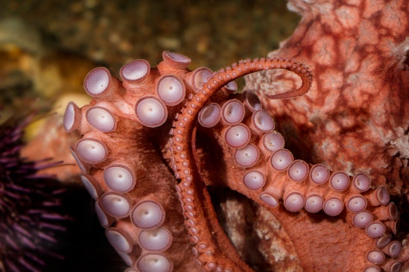 octopus