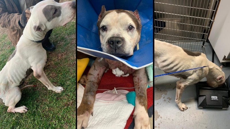 Suffolk County SPCA