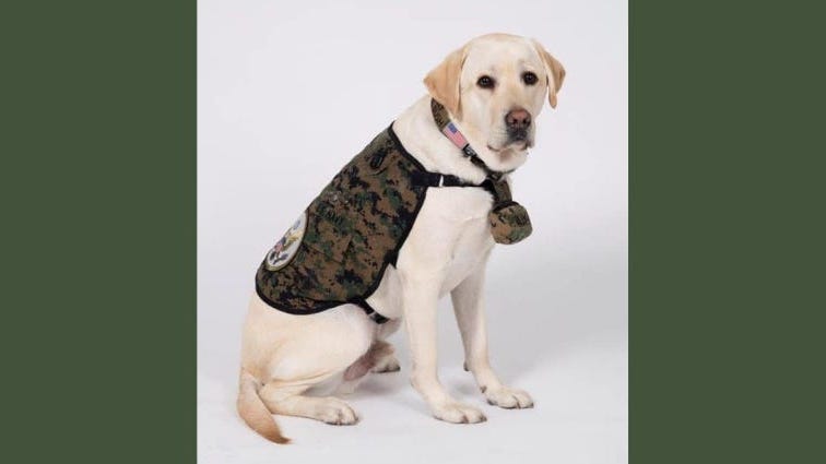 Sully the service dog emBARKS on his new career at Walter Reed