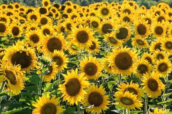 Field of sunflowers