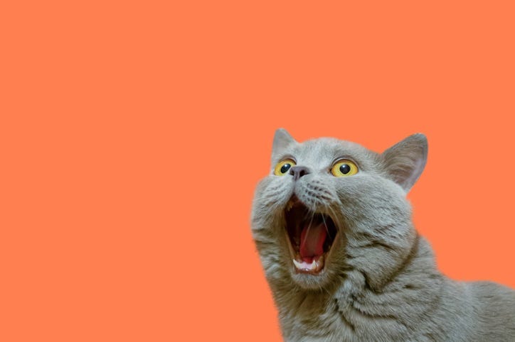 surprised cat