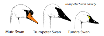 How to identify Michigan swans