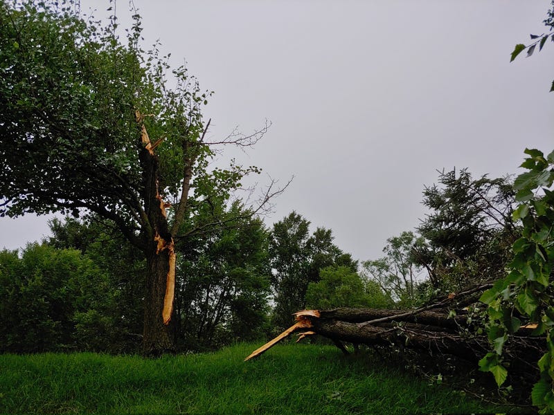 tornado damage, tree down