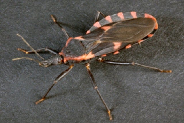Triatomines aka the 'kissing bug' 