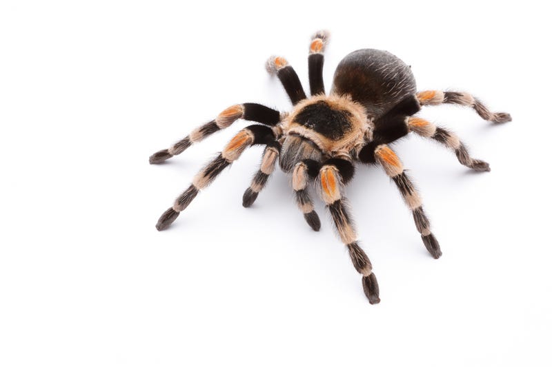 Tarantula